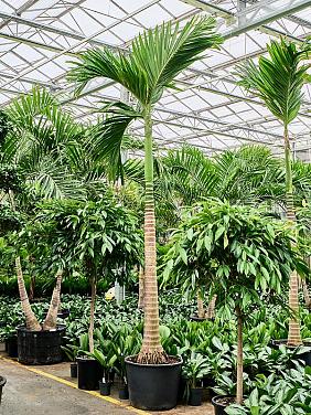 Бетелевая пальма (Арека Катеху)