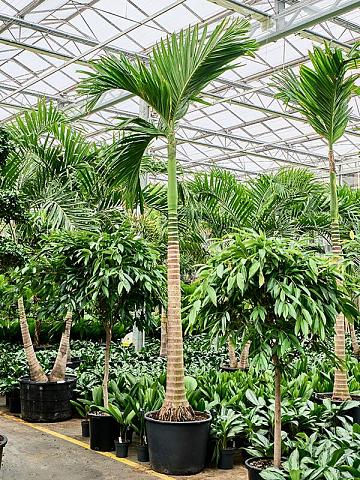 Бетелевая пальма (Арека Катеху)