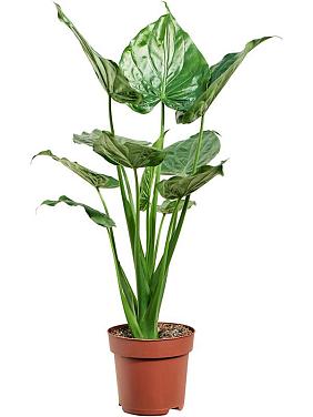 Алоказия Кукулата