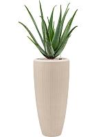 Алоэ Вера Барбаденсис H70 D24 см