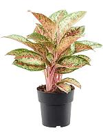 Аглаонема Паинтед Селебрейшн H50 D19 см