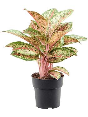 Аглаонема Паинтед Селебрейшн Аглаонема Паинтед Селебрейшн