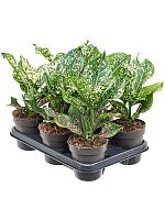 Аглаонема Пинк Леопард H30 D12 см