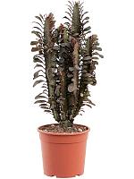 Молочай треугольный (Эуфорбия Тригона Рубра) H80 D19 см