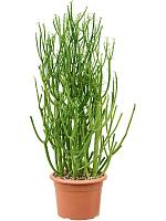 Молочай Тирукалли H75 D20 см