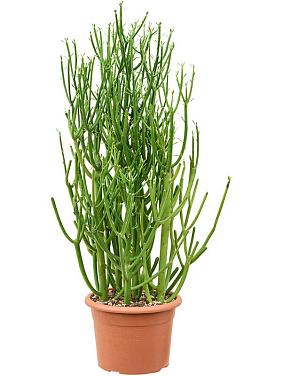 Молочай Тирукалли Молочай Тирукалли