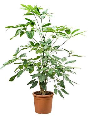 Шеффлера Амате