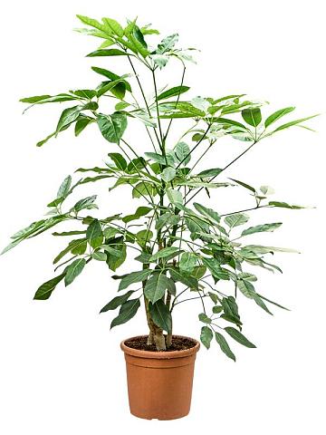 Шеффлера Амате Шеффлера Амате