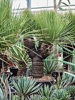 Дазилирион пильчатолистный разветвленный H180 D70 см