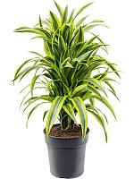 Драцена Фрагранс Лемон Лайм разветвленная H90 D24 см