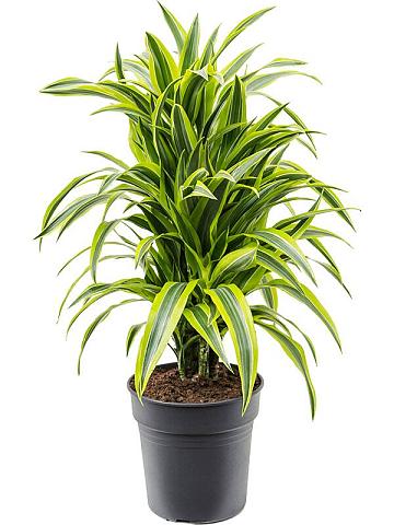 Драцена Фрагранс Лемон Лайм разветвленная