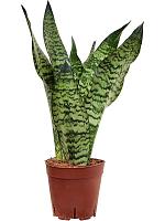 Сансевиерия Зейланика H50 D14 см Сансевиерия Зейланика H50 D14 см
