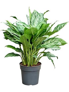 Аглаонема Шанталь