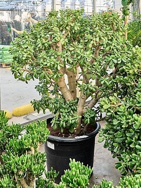 Крассула Овата Сансет Крассула Овата Сансет