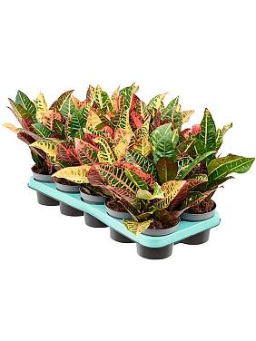 Кротон (Кодиеум) Петра Кротон (Кодиеум) Петра