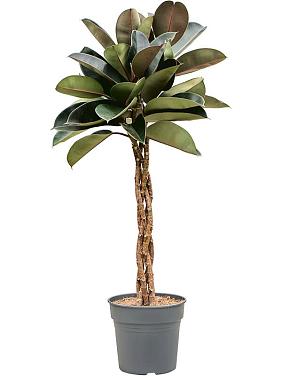 Фикус Эластика Бургунди переплетенный