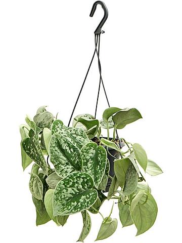 Сциндапсус Пиктус Сильвер Энн ампельный Сциндапсус Пиктус Сильвер Энн ампельный