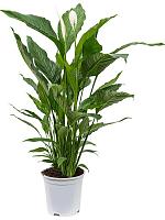 Спатифиллум Свит Себастьян H110 D24 см