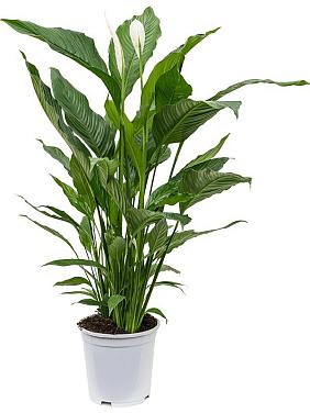 Спатифиллум Свит Себастьян Спатифиллум Свит Себастьян