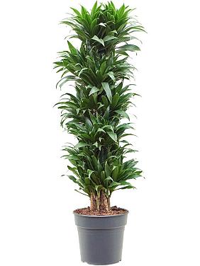 Драцена Фрагранс Компакта разветвленная Драцена Фрагранс Компакта разветвленная