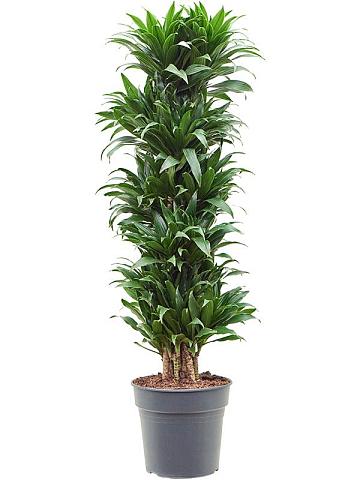 Драцена Фрагранс Компакта разветвленная