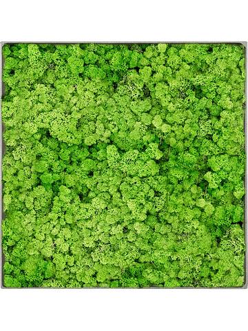 Картина из мха nova frame natural-concrete 100% reindeer (light grass green) Картина из мха nova frame natural-concrete 100% reindeer (light grass green)