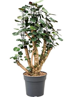 Полисциас Фабиан Полисциас Фабиан