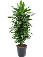 Драцена Фрагранс Джанет Линд разветвленная H100 D27 см