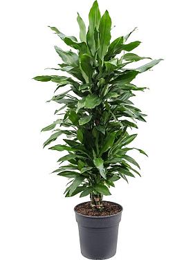 Драцена Фрагранс Джанет Линд разветвленная Драцена Фрагранс Джанет Линд разветвленная