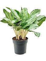 Аглаонема Хоризон H60 D24 см