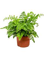 Асплениум Парвати H25 D12 см