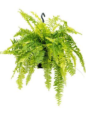 Нефролепис Тайгер Ферн ампельный