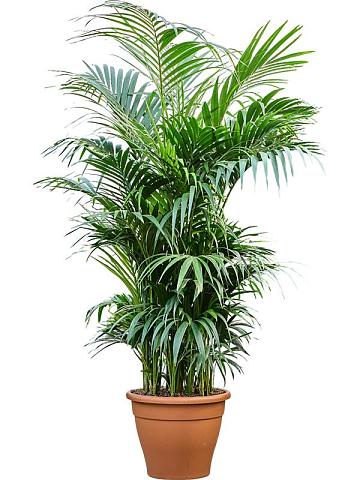 Ховея Форстера