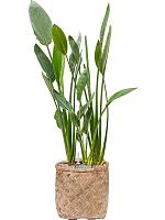 Стрелиция Королевская Регина H150 D34 см