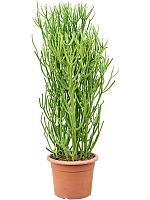 Молочай Тирукалли H120 D30 см