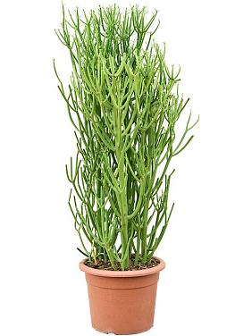 Молочай Тирукалли Молочай Тирукалли