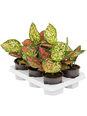 Аглаонема Кримсон Лав Аглаонема Кримсон Лав