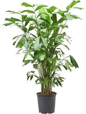 Кариота Митис мягкая Кариота Митис мягкая