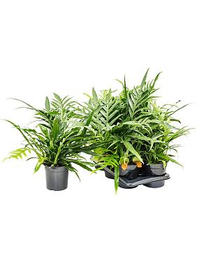 Аглаоморфа Джим Аглаоморфа Джим