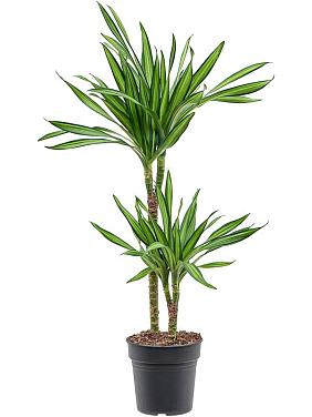 Драцена Фрагранс Рики 2 ствола Драцена Фрагранс Рики 2 ствола