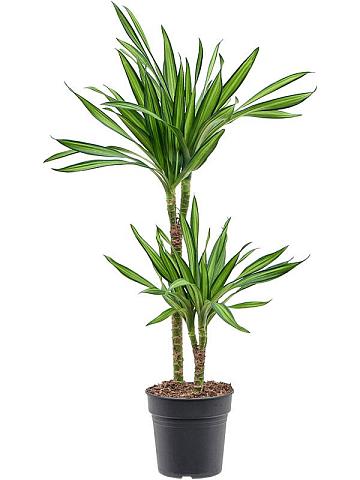 Драцена Фрагранс Рики 2 ствола Драцена Фрагранс Рики 2 ствола