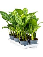 Аглаонема Страйпс H60 D17 см