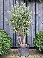 Фейхоа дерево многоствольное H190 D50 см