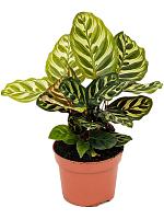 Калатея Макояна (Макоя) H30 D12 см