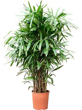 Рапис высокий Рапис высокий