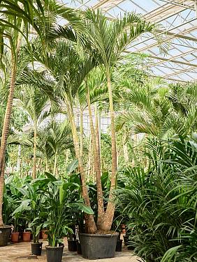 Вейтчия Мерилли (Адонидия) 4 ствола