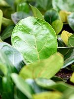 Фикус Лирата бамбино H20 D9 см