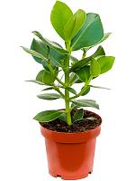 Клузия Росеа Принцесс H30 D12 см