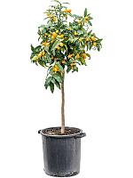 Цитрофортунелла Кумкват H160 D38 см
