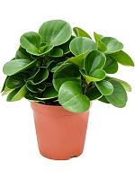 Пеперомия Туполистная H30 D15 см